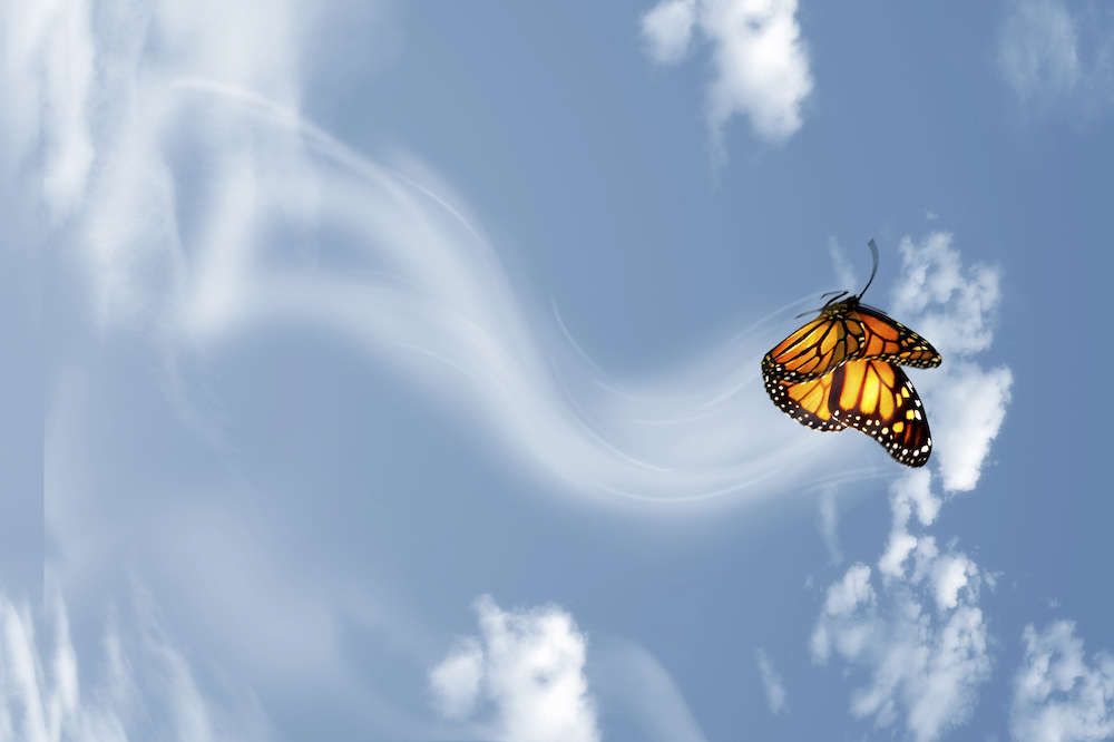 Butterfly flying